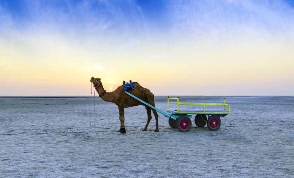 Camel Cart Ride, White Rann