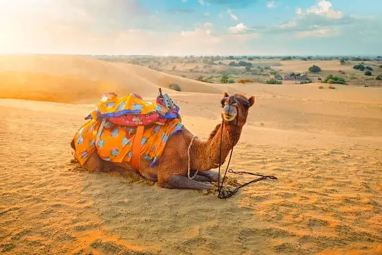 Camel Ride at Pushkar Sand Dunes