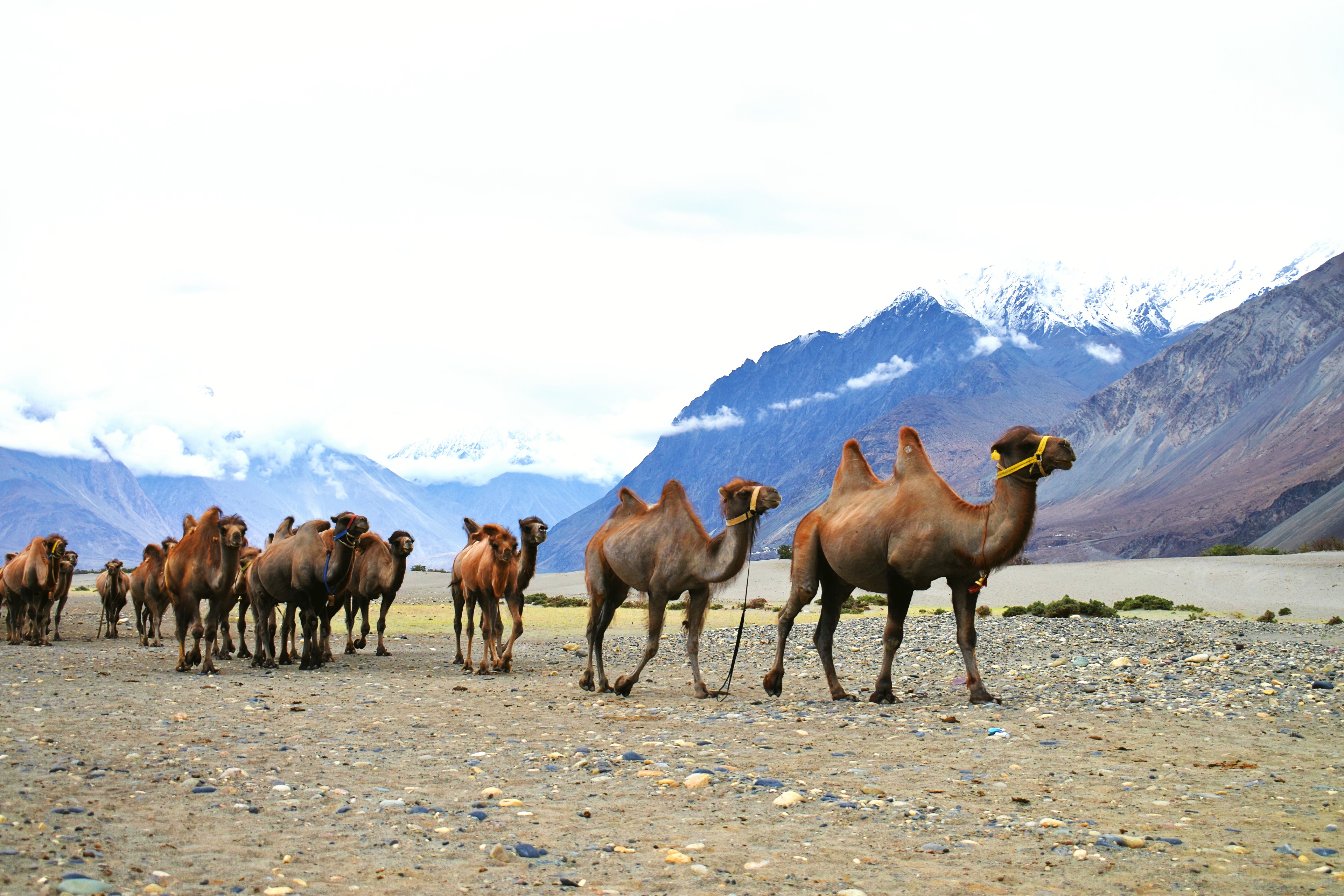 Double Hump Camel Safari, Nubra Valley