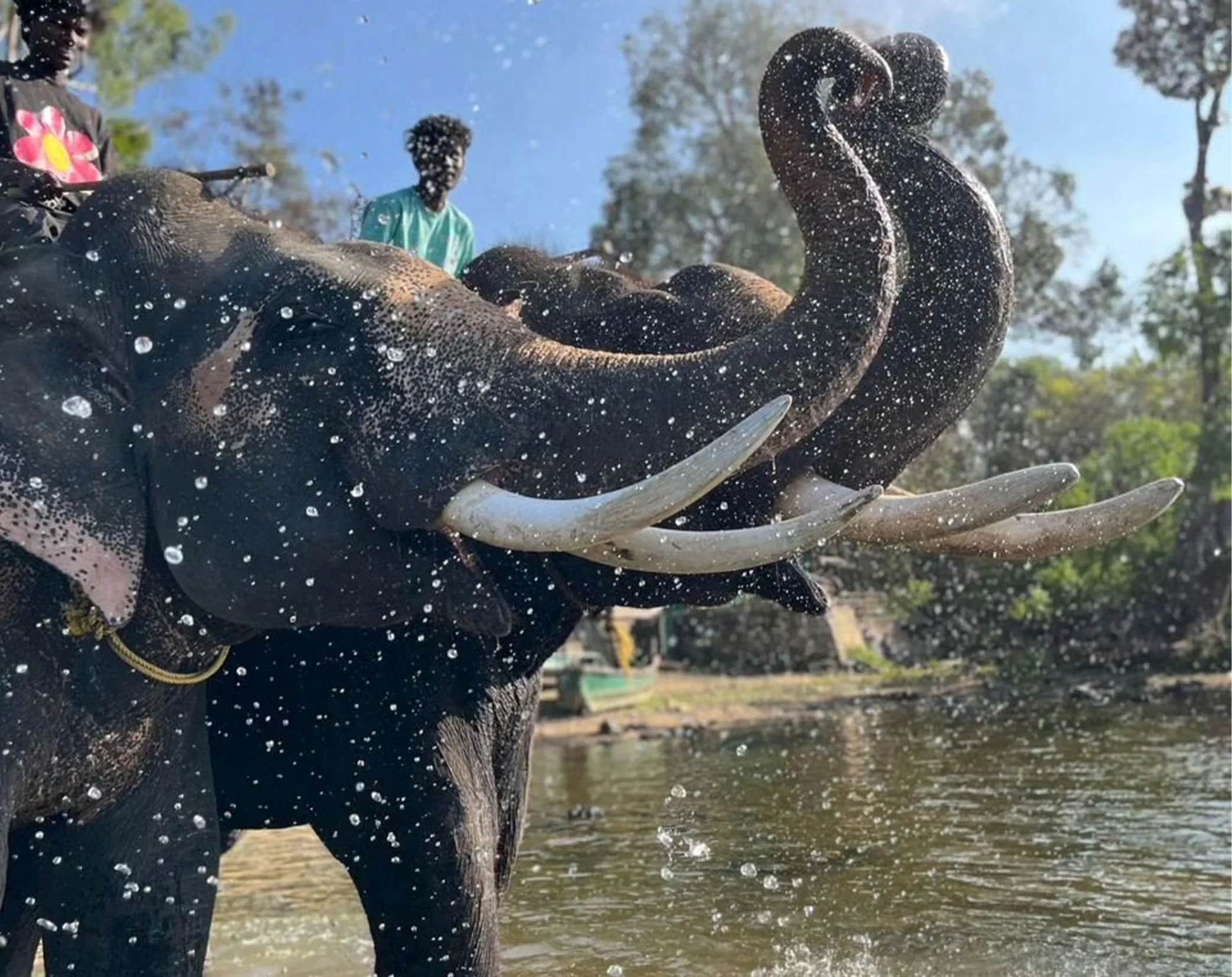 Dubare Elephant Camp Experience