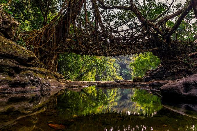 Living Root Bridge Trek, Mawlynnong
