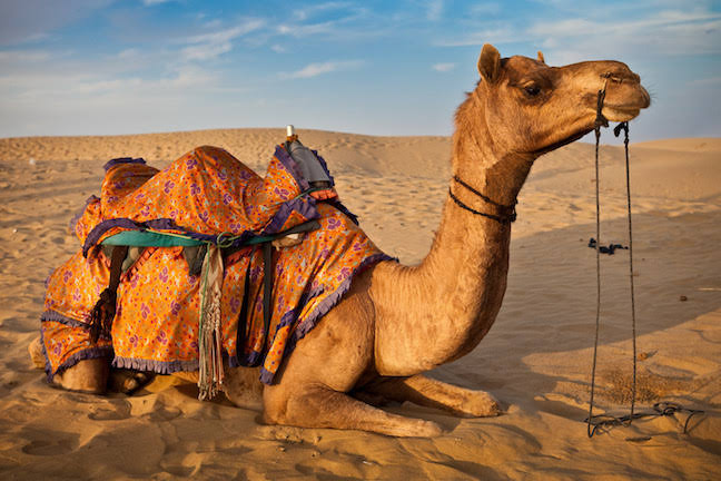 Rajasthan Royal Heritage Tour