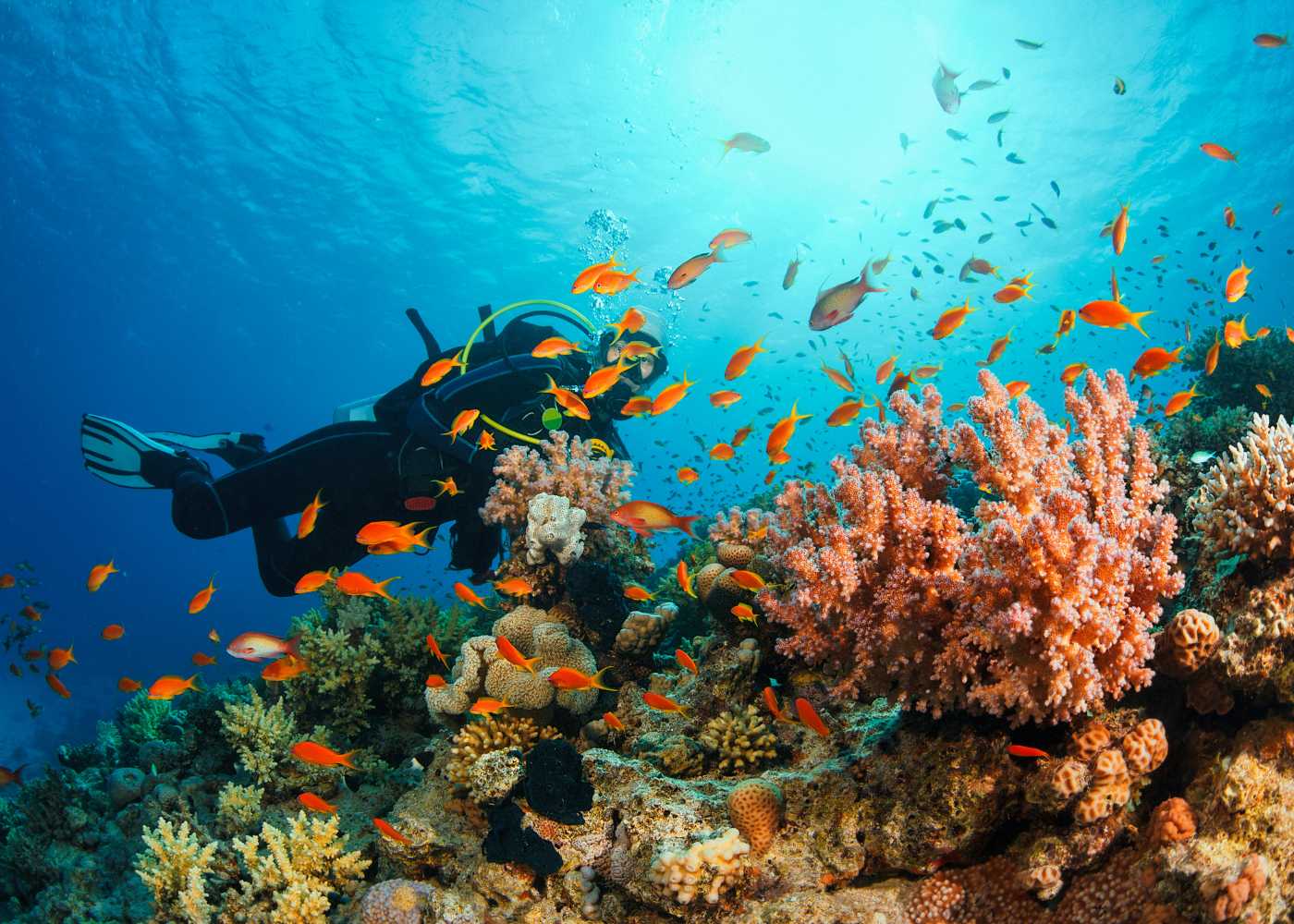 Scuba Diving, Lakshadweep