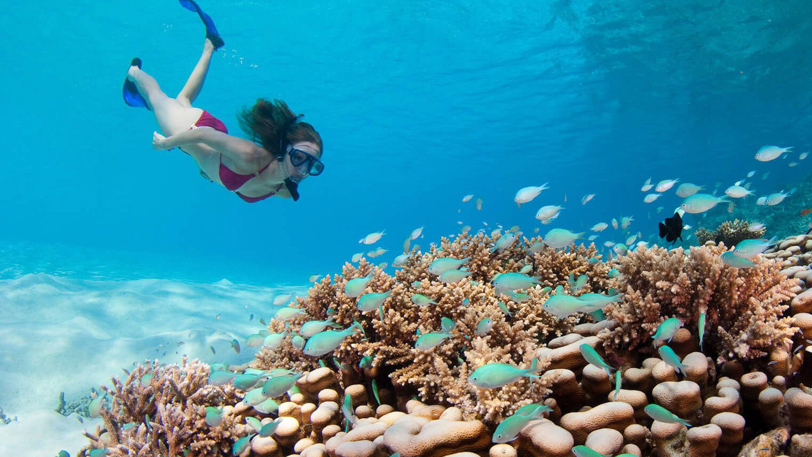 Scuba Diving, Maldives